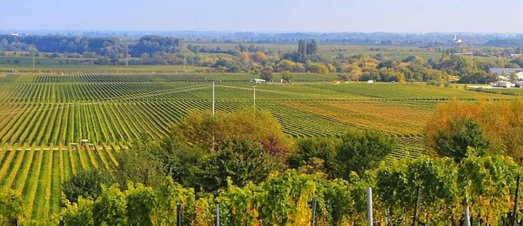 Weinberge in Franken im Herbstlicht