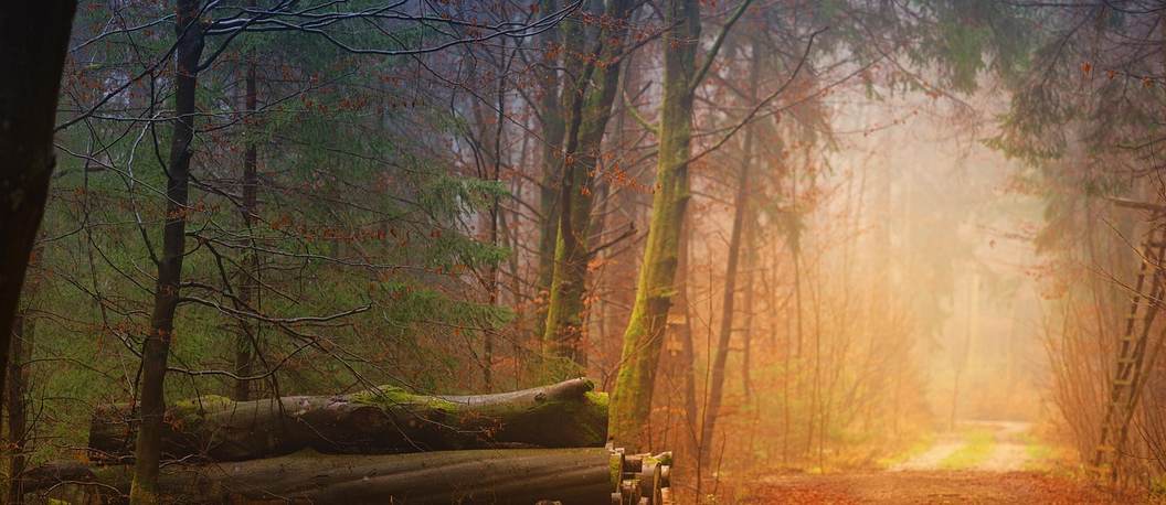 Nebliger Herbstwald mit Waldweg