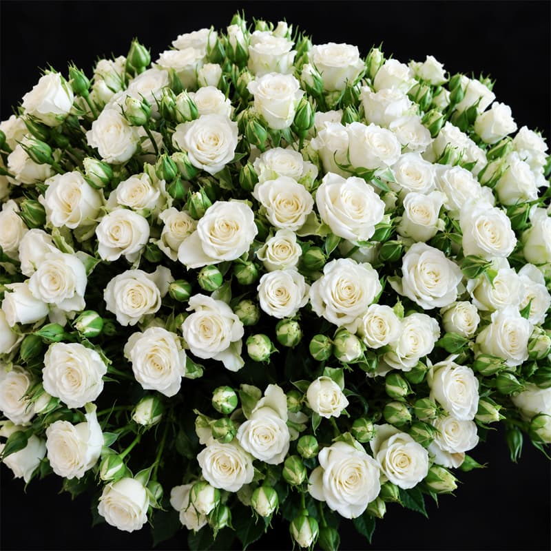 Roses