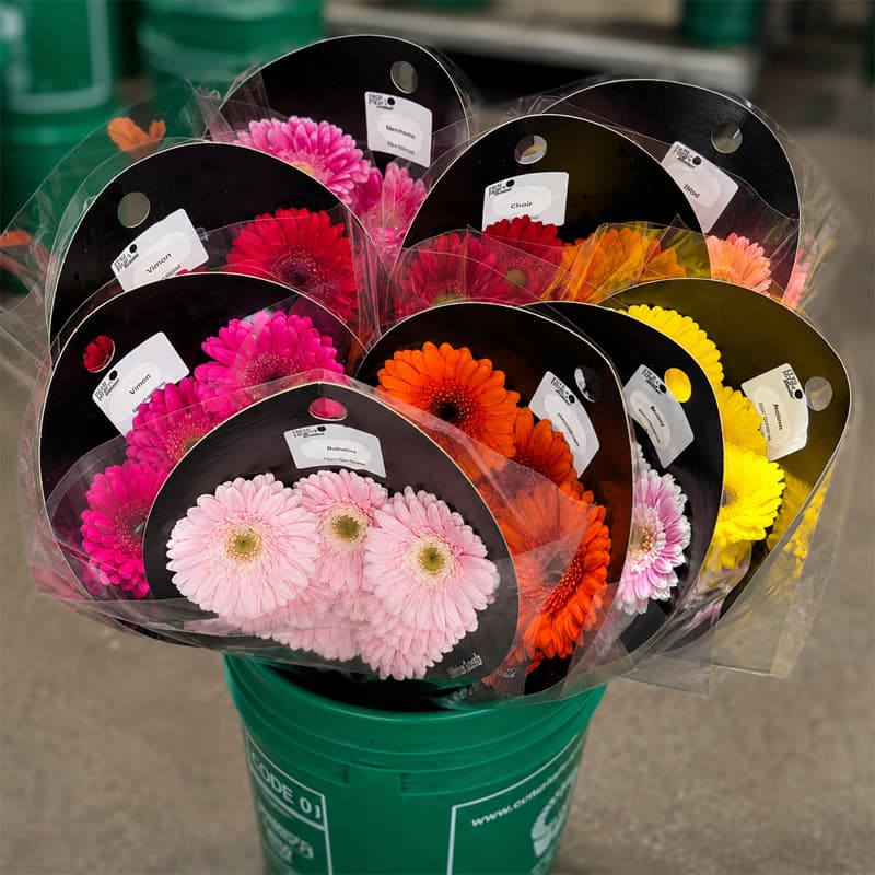 Gerbera