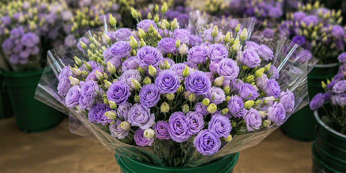 Lisianthus on the floor this week