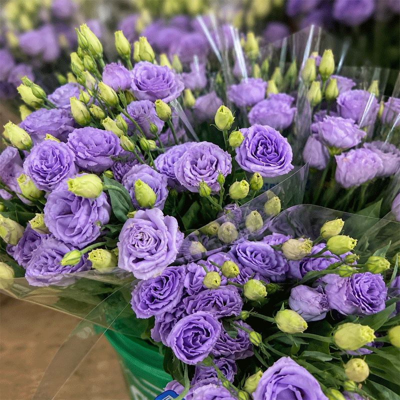 Lisianthus on the floor this week