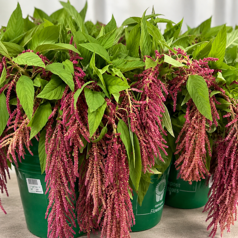 Celosia