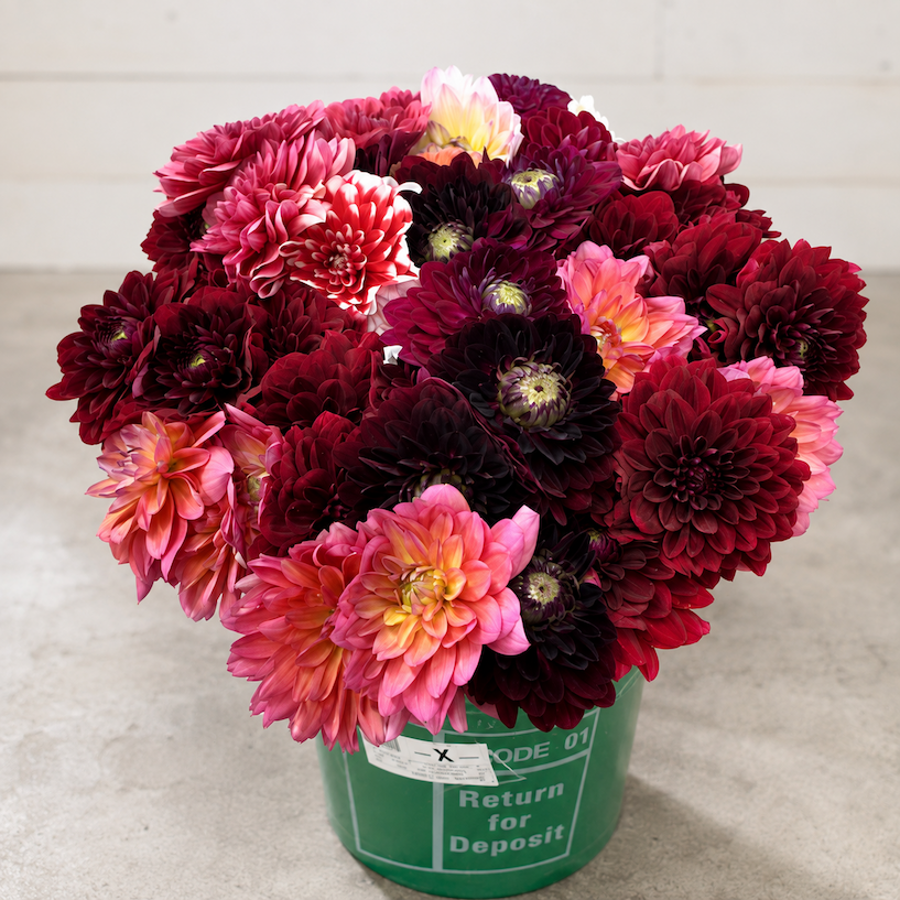 Dahlia