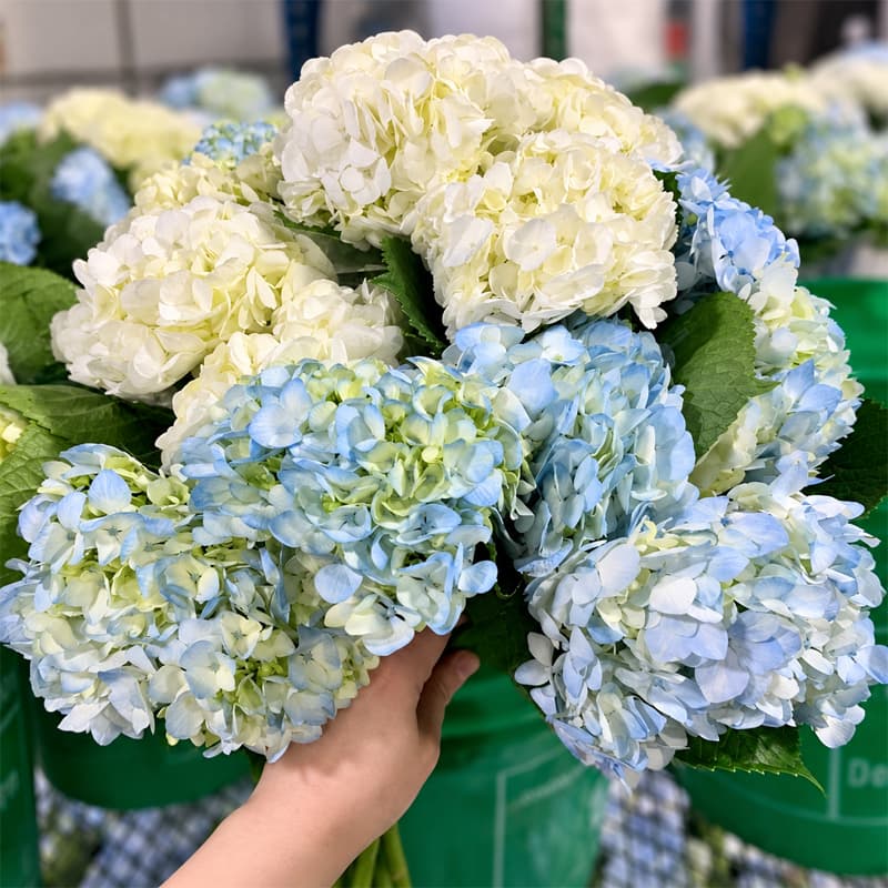 Hydrangea
