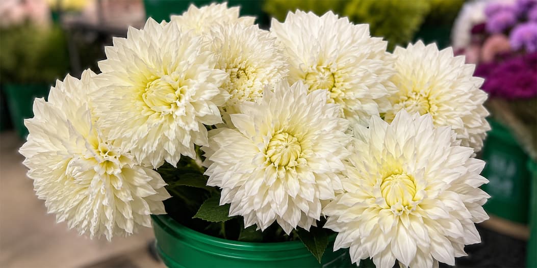 Dahlias on the floor this week