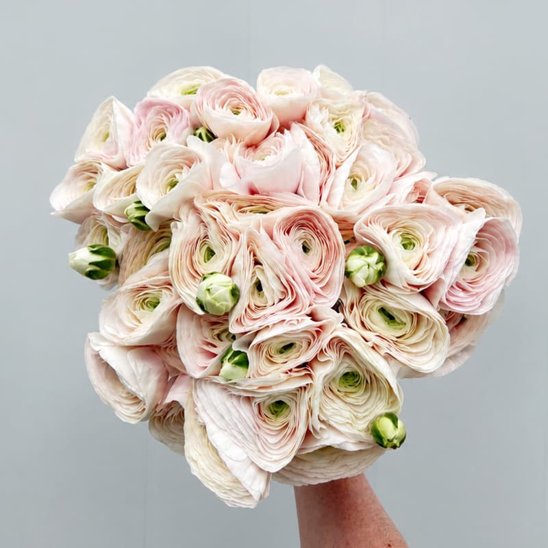 Ranunculus