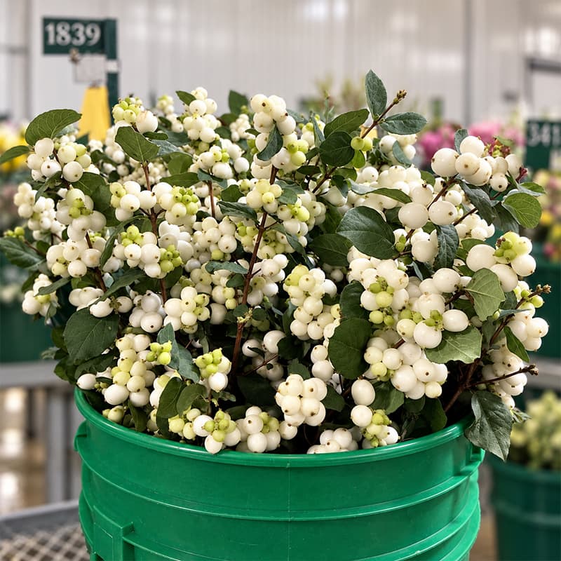 Snowberry