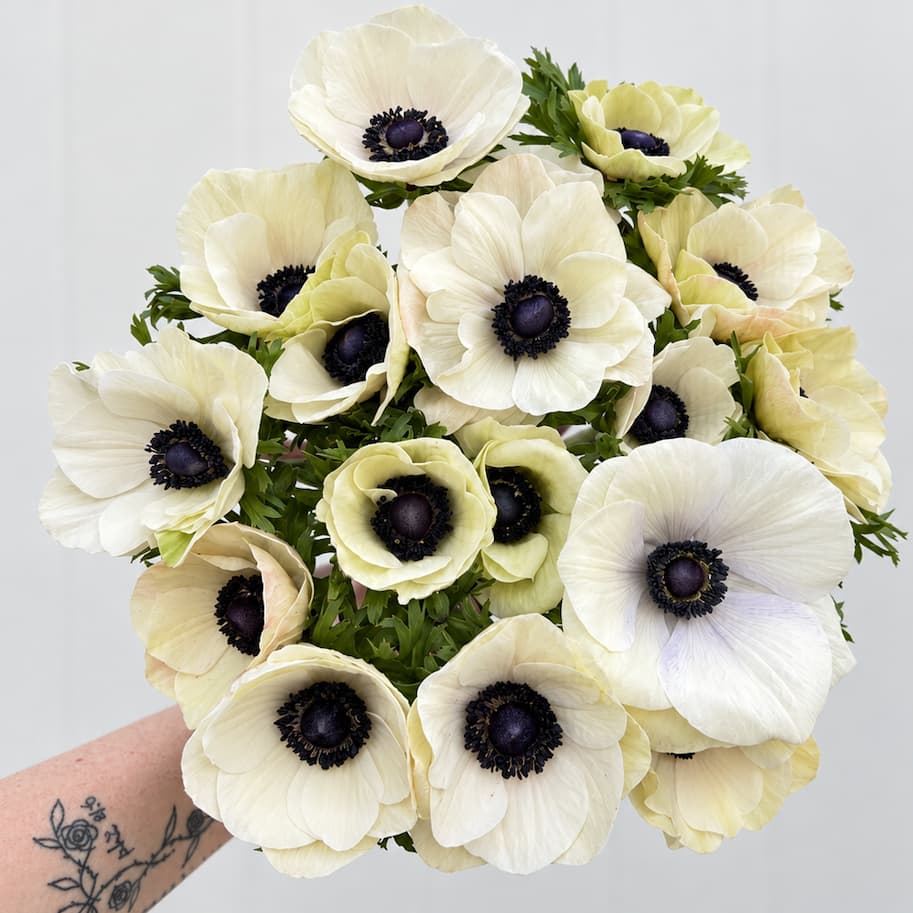 Anemone