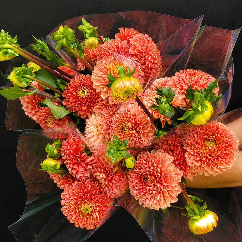 Dahlias on the floor this week