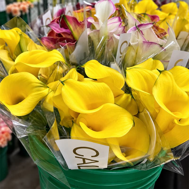Calla