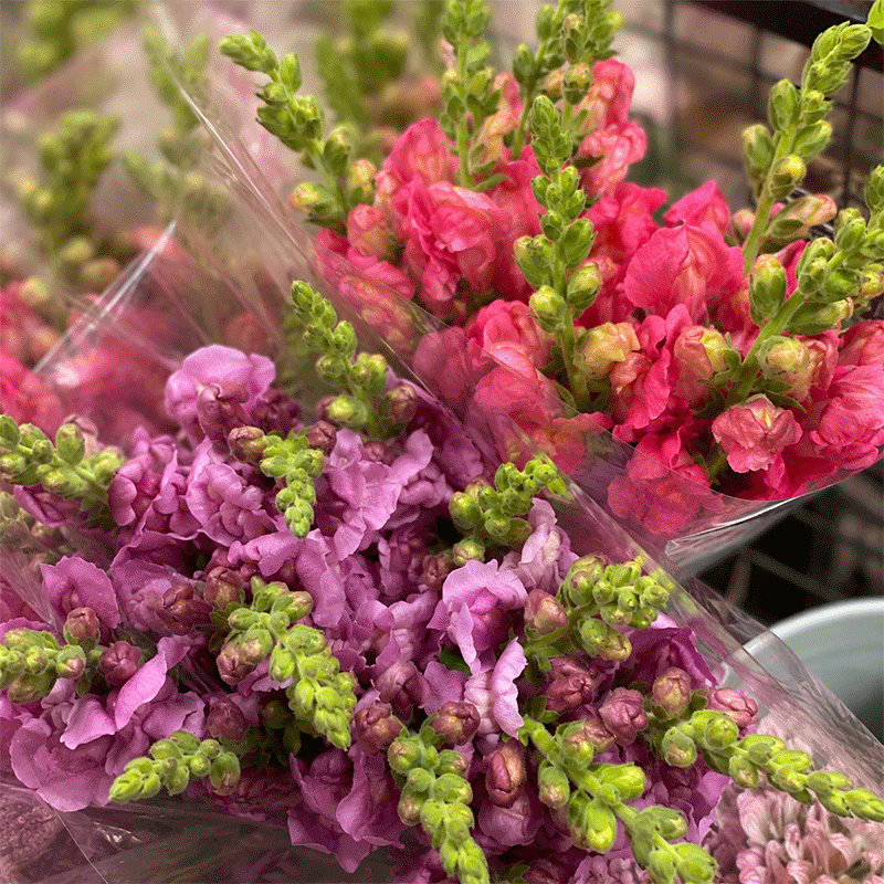 Snapdragon on the floor this week