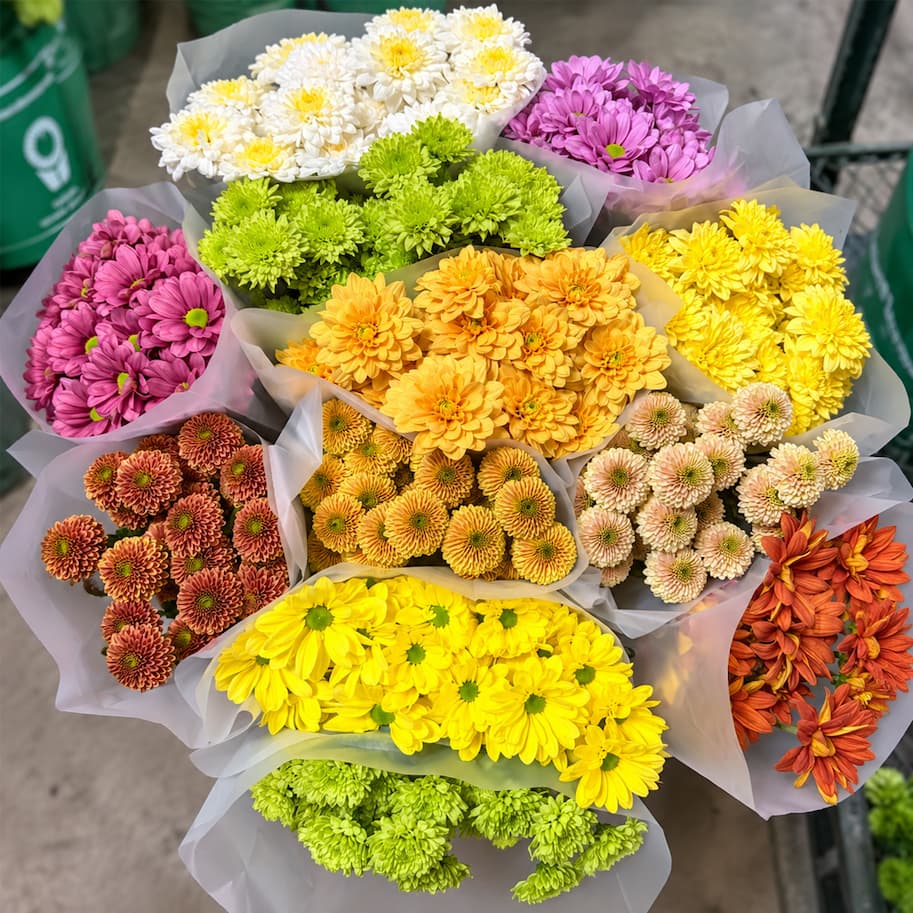 Chrysanthemums