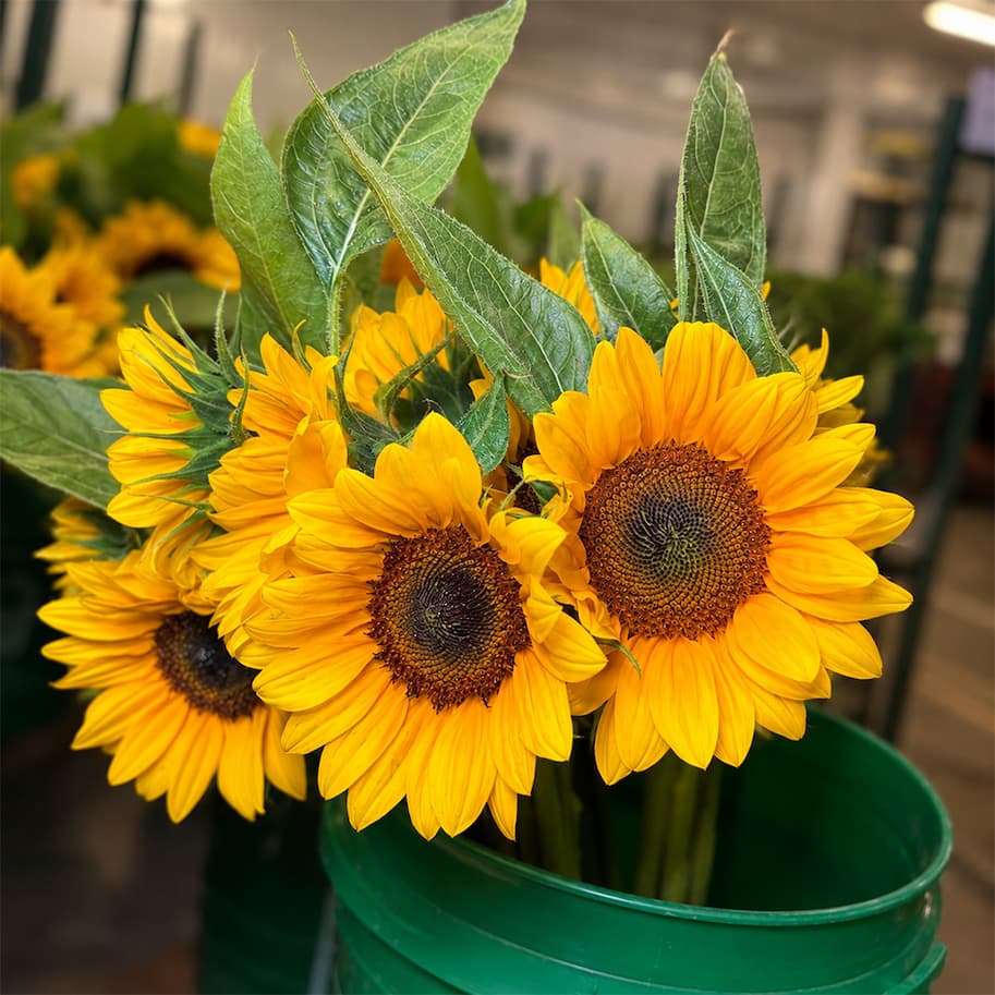 Sunflower