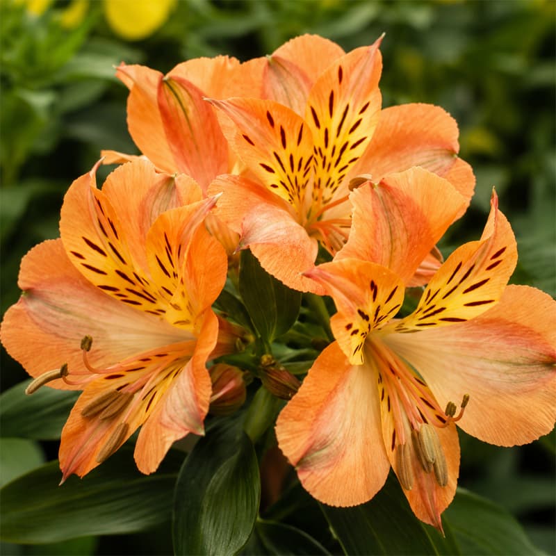 Alstroemeria