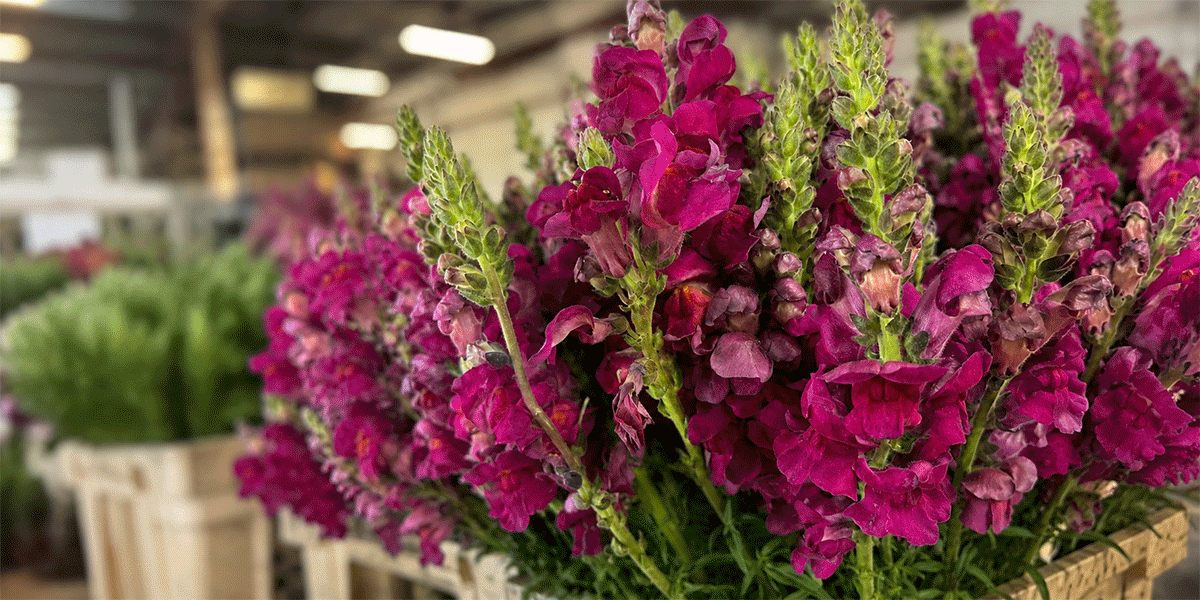 Snapdragon on the floor this week