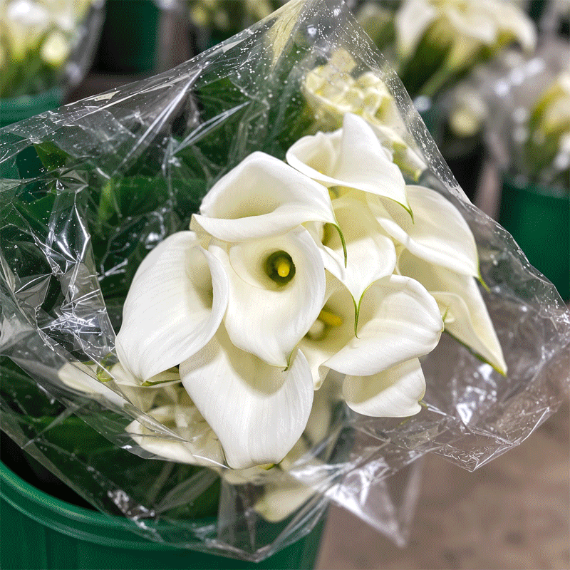 Calla on the floor this week