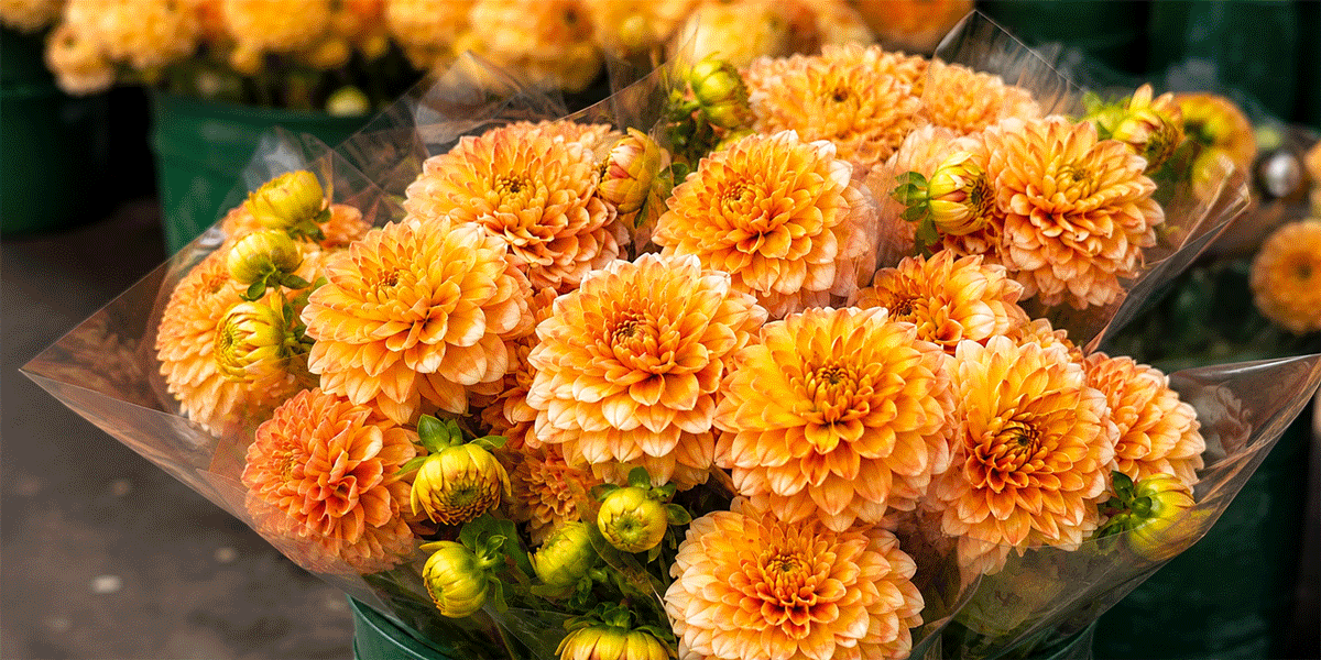 Dahlias on the floor this week