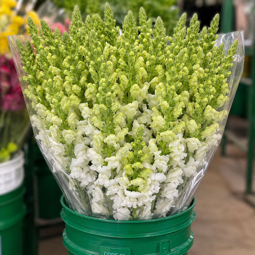 Ontario snapdragons