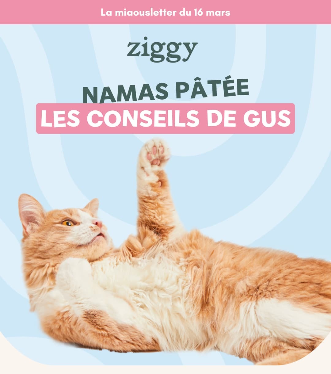 Ziggy