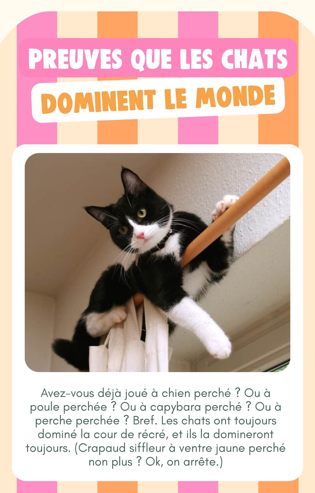 Preuves que les chats dominent le monde
