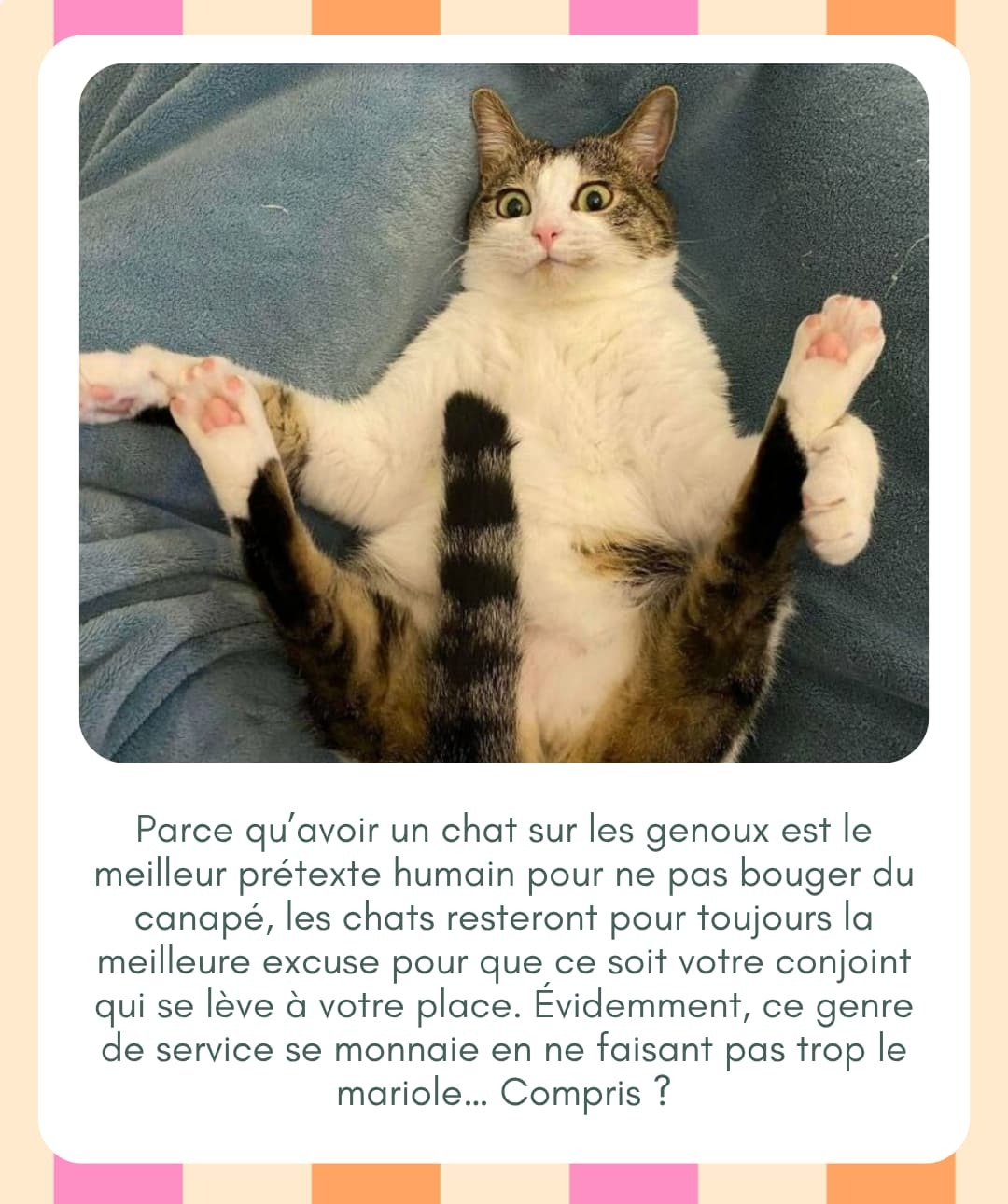 Preuve que les chats dominent le monde