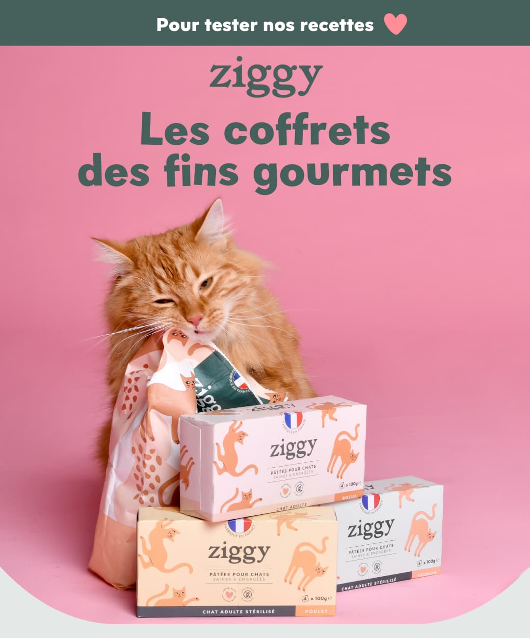 Les coffrets découverte Ziggy