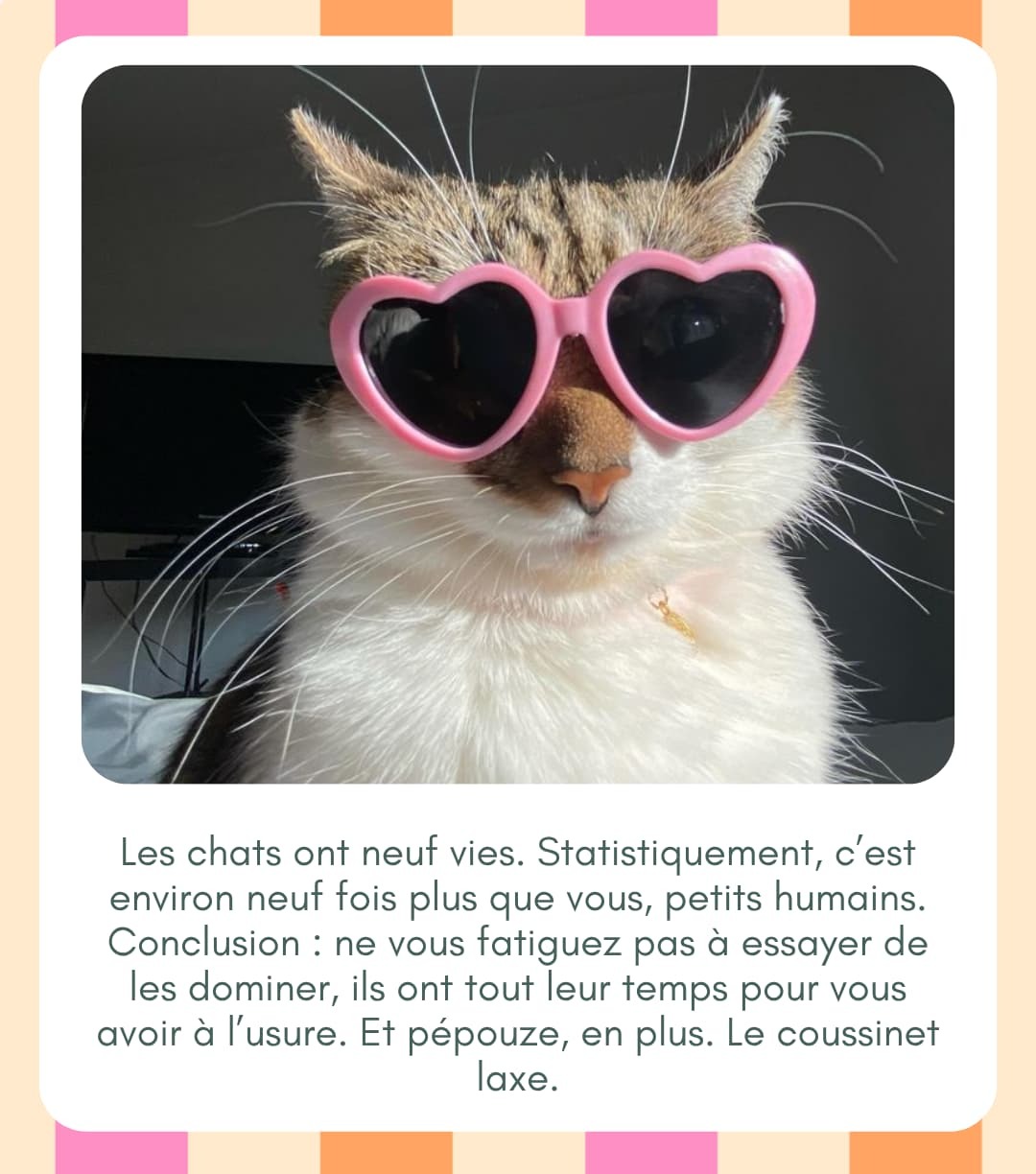 Preuve que les chats dominent le monde