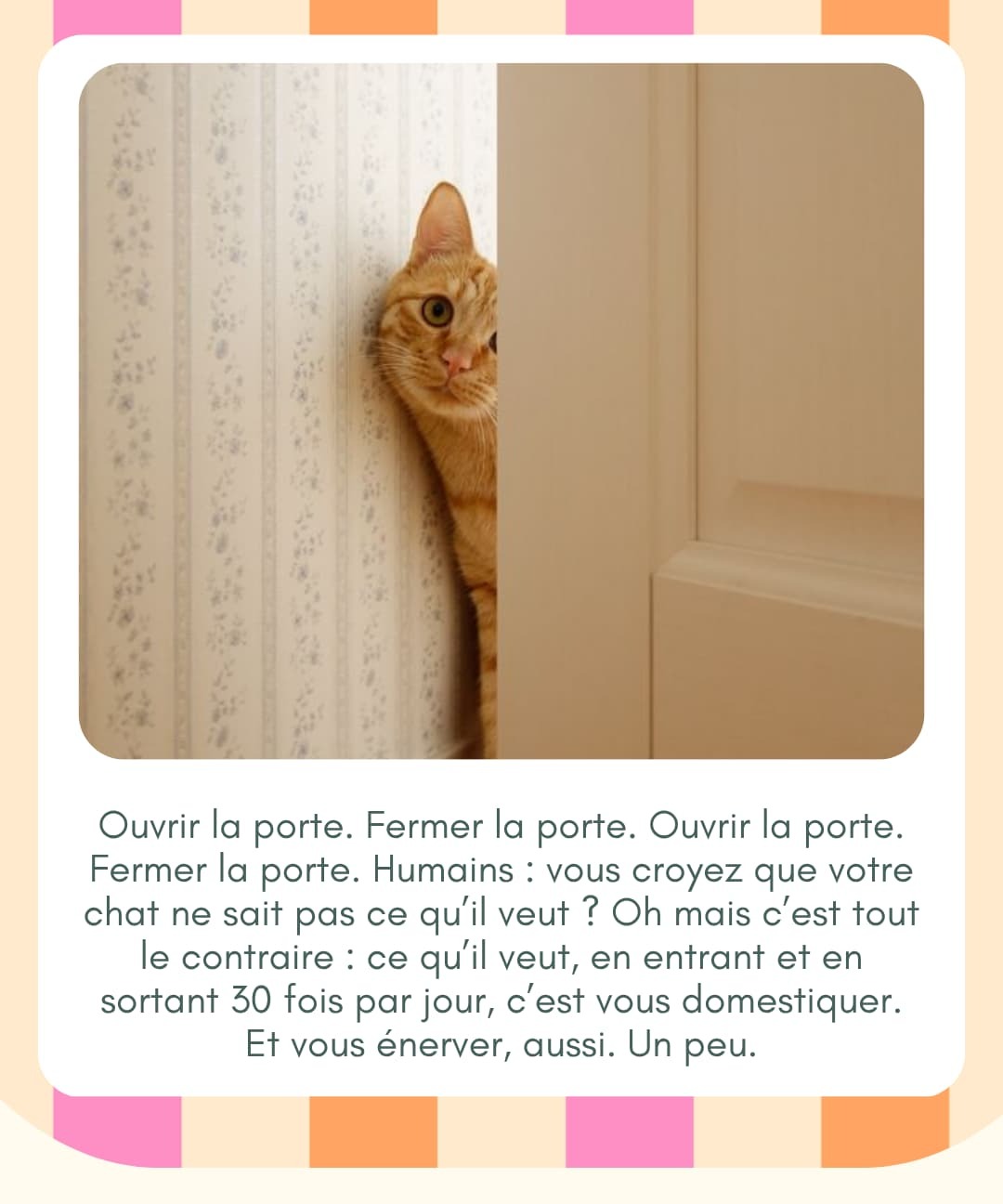 Preuve que les chats dominent le monde