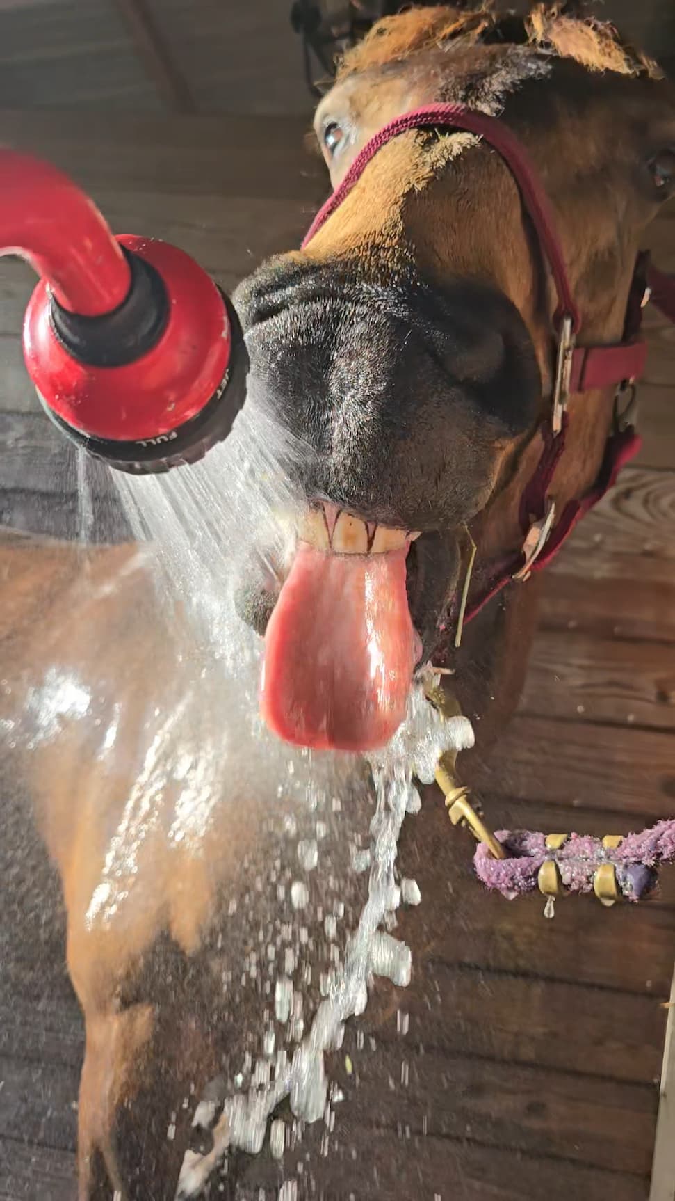 Horse drinking from a hose with its tongue stuck out