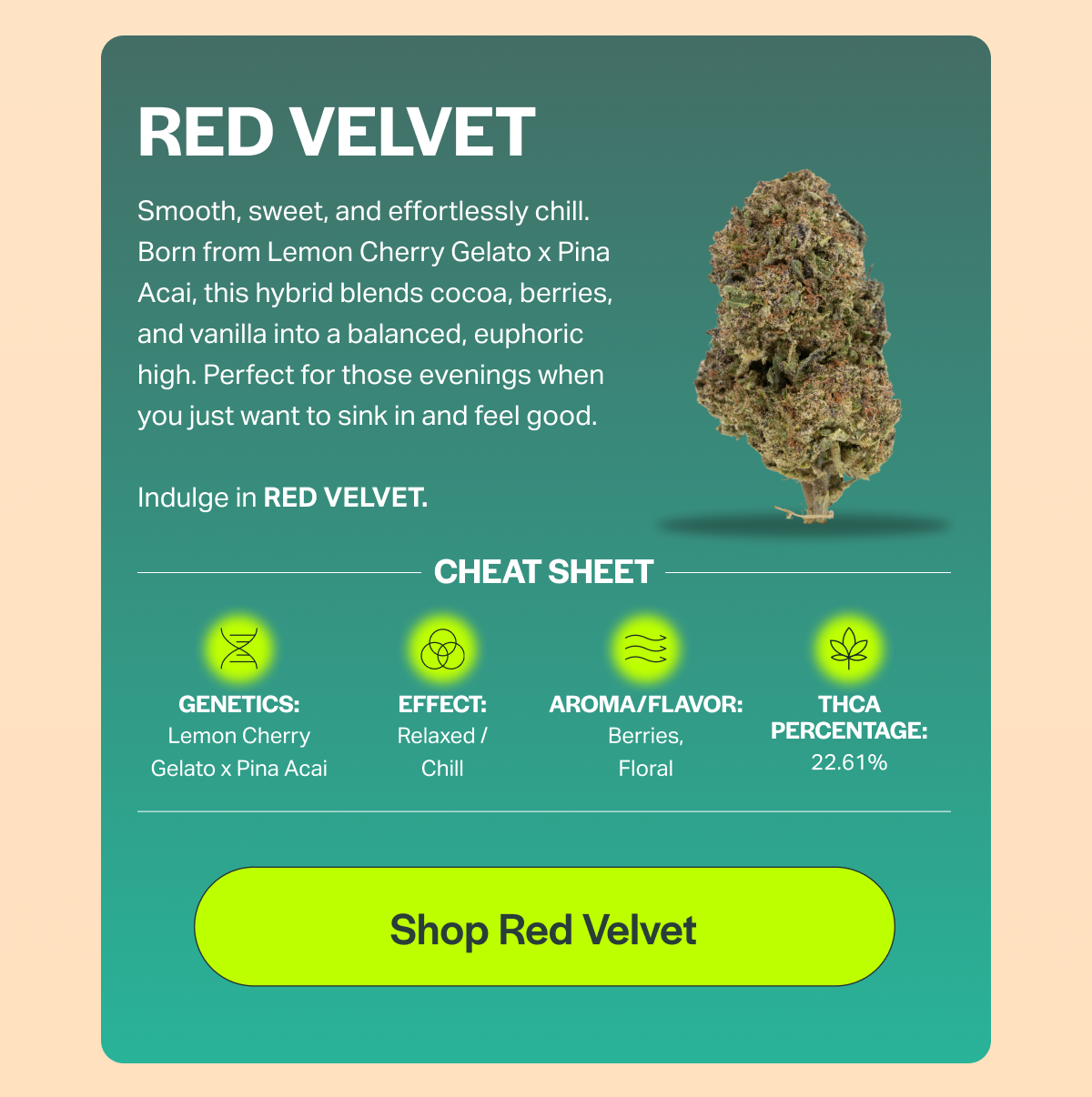 RED VELVET Smooth, sweet, and effortlessly chill. Born from Lemon Cherry Gelato x Pina Acai, this hybrid blends cocoa, berries, and vanilla into a balanced, euphoric high. Perfect for those evenings when you just want to sink in and feel good. Indulge in RED VELVET. CHEAT SHEET GENETICS: Lemon Cherry Gelato x Pina Acai EFFECT: Relaxed / Chill AROMA/FLAVOR: Berries, Floral THCA PERCENTAGE: 22.61% [Shop Red Velvet]