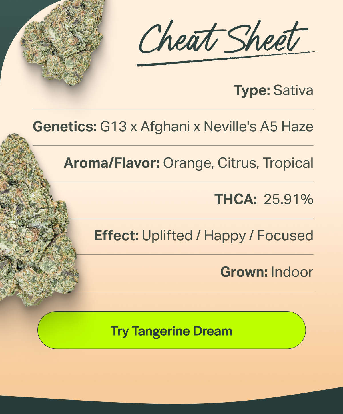 Cheat Sheet Type: Sativa Genetics: G13 × Afghani × Neville's A5 Haze Aroma/Flavor: Orange, Citrus, Tropical THCA: 25.91% Effect: Uplifted / Happy / Focused Grown: Indoor [Try Tangerine Dream]