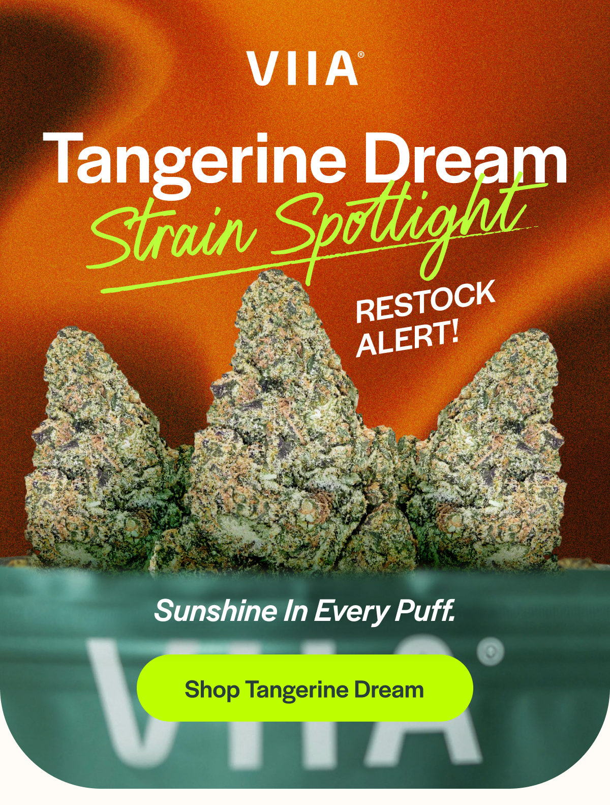 Tangerine Dream Strain Spottight RESTOCK ALERT! Sunshine In Every Puff. [Shop Tangerine Dream]