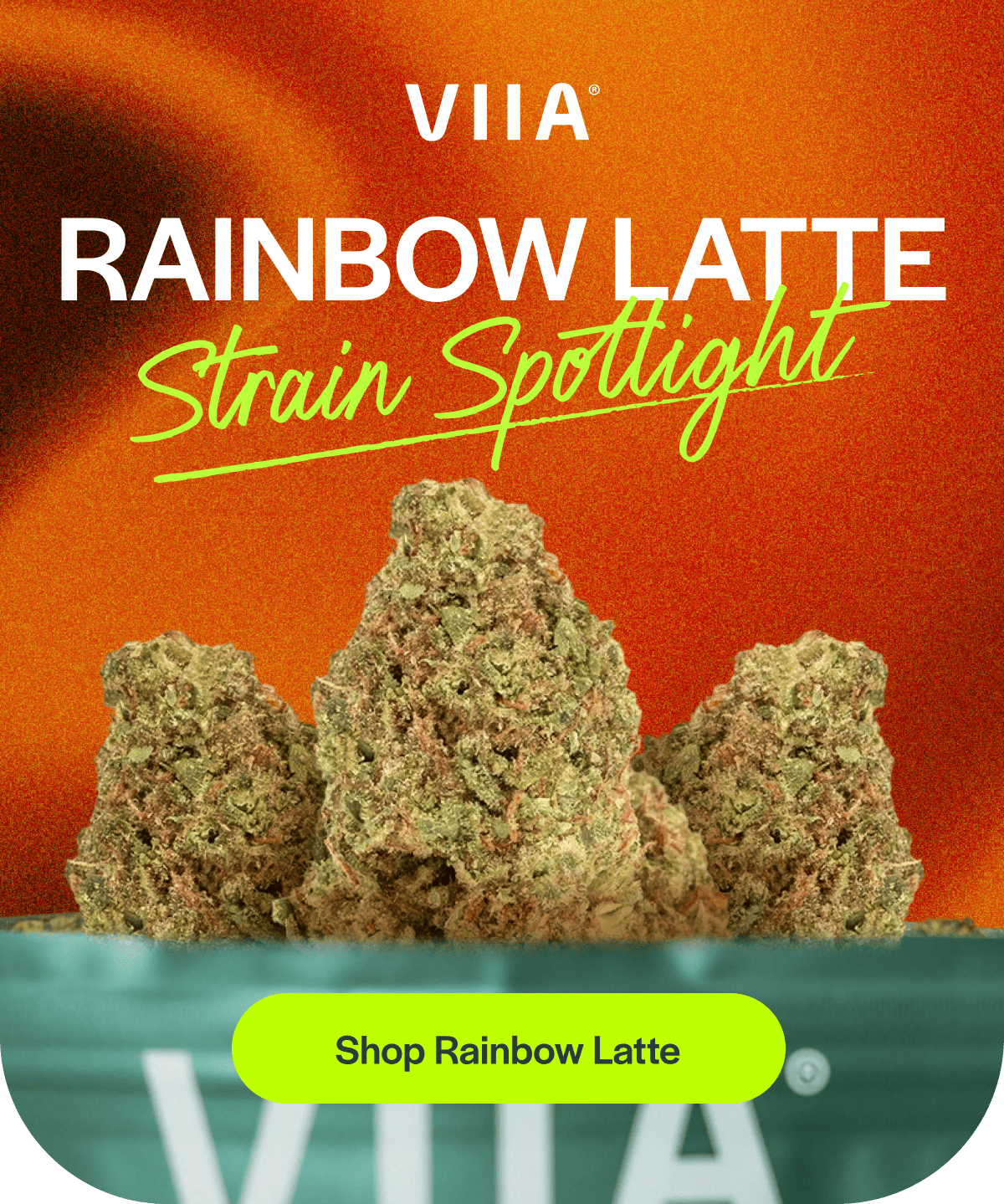 RAINBOW LATTE Strain Spotlight