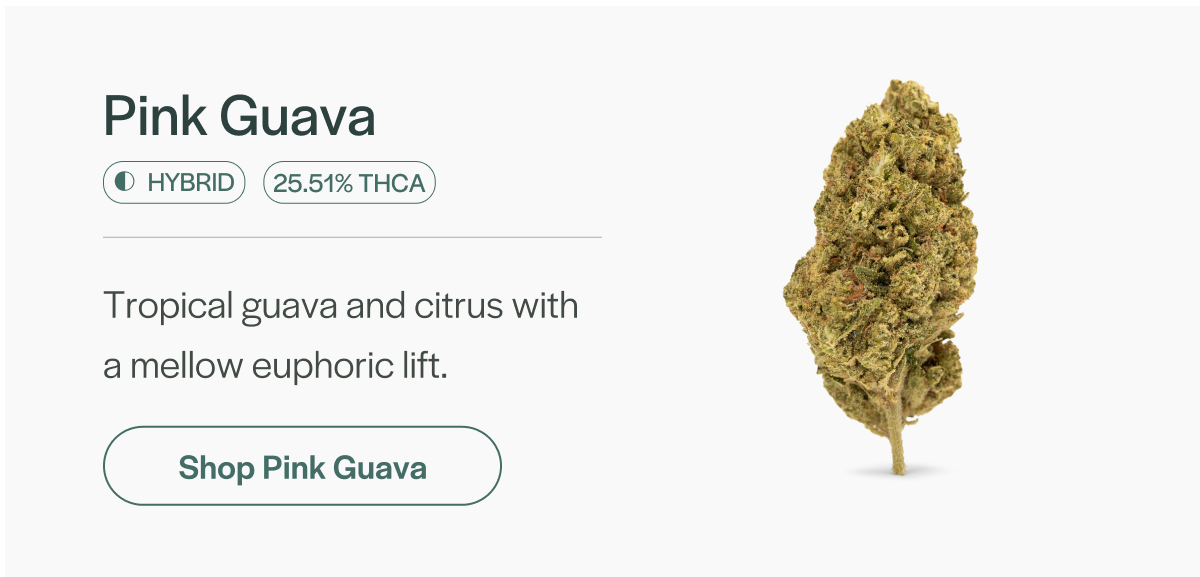 Pink Guava - Hybrid