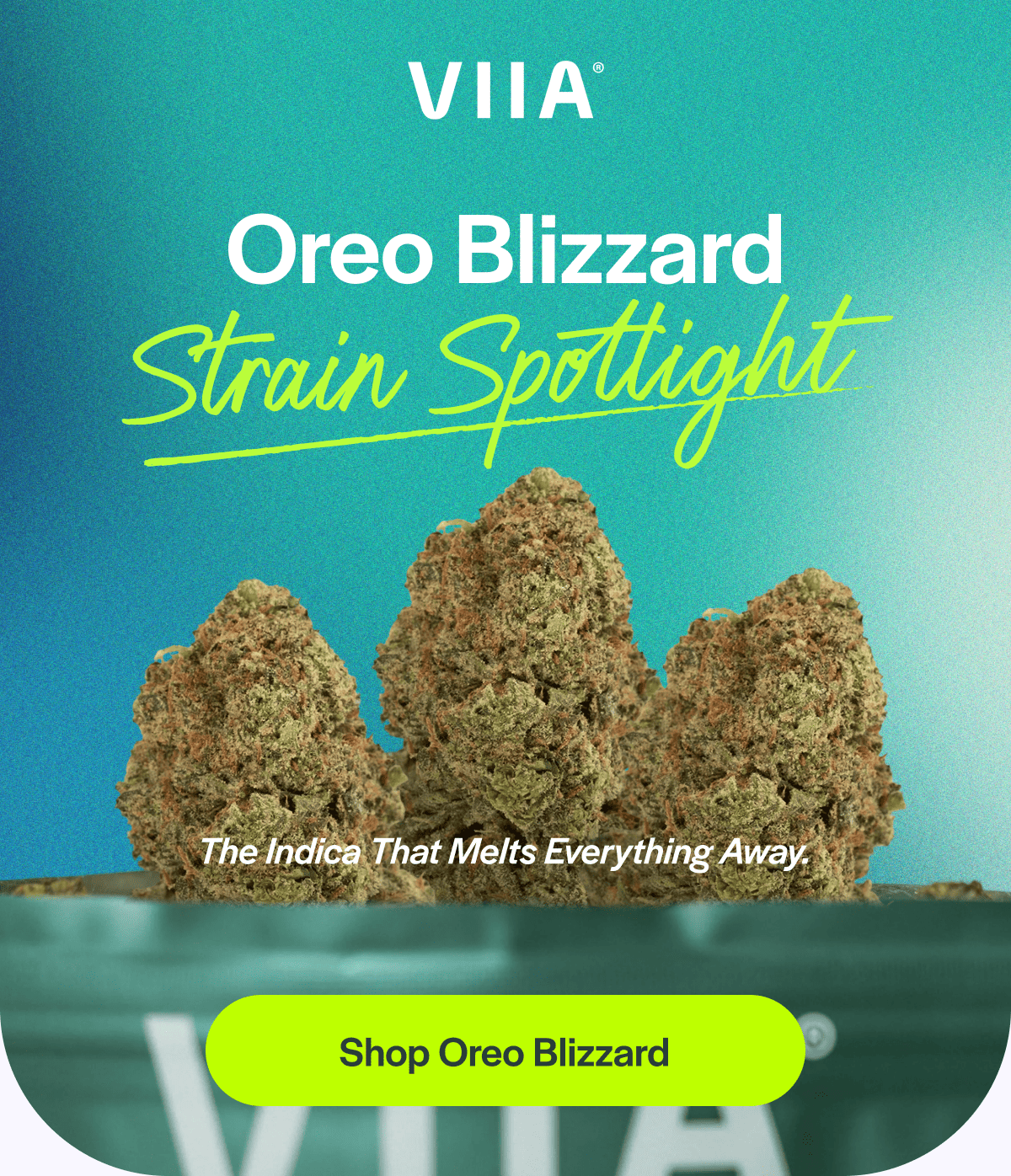 Oreo Blizzard | Strain Spotlight