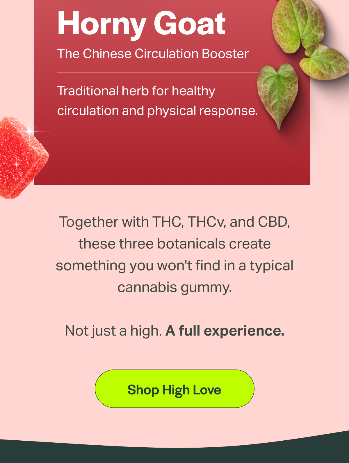Horny Goat The Chinese Circulation Booster Traditional herb for healthy circulation and physical response. Together with THC, THCv, and CBD, these three botanicals create something you won't find in a typical cannabis gummy. Not just a high. A full experience. [Shop High Love]