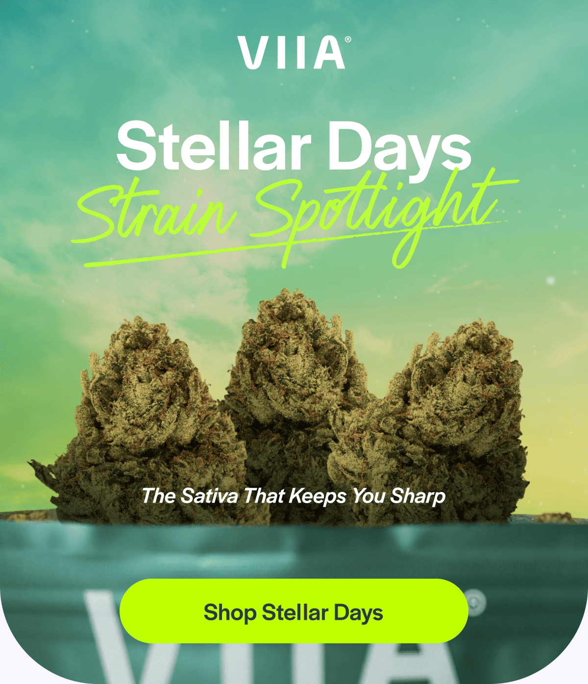 Stellar Days | Strain Spotlight