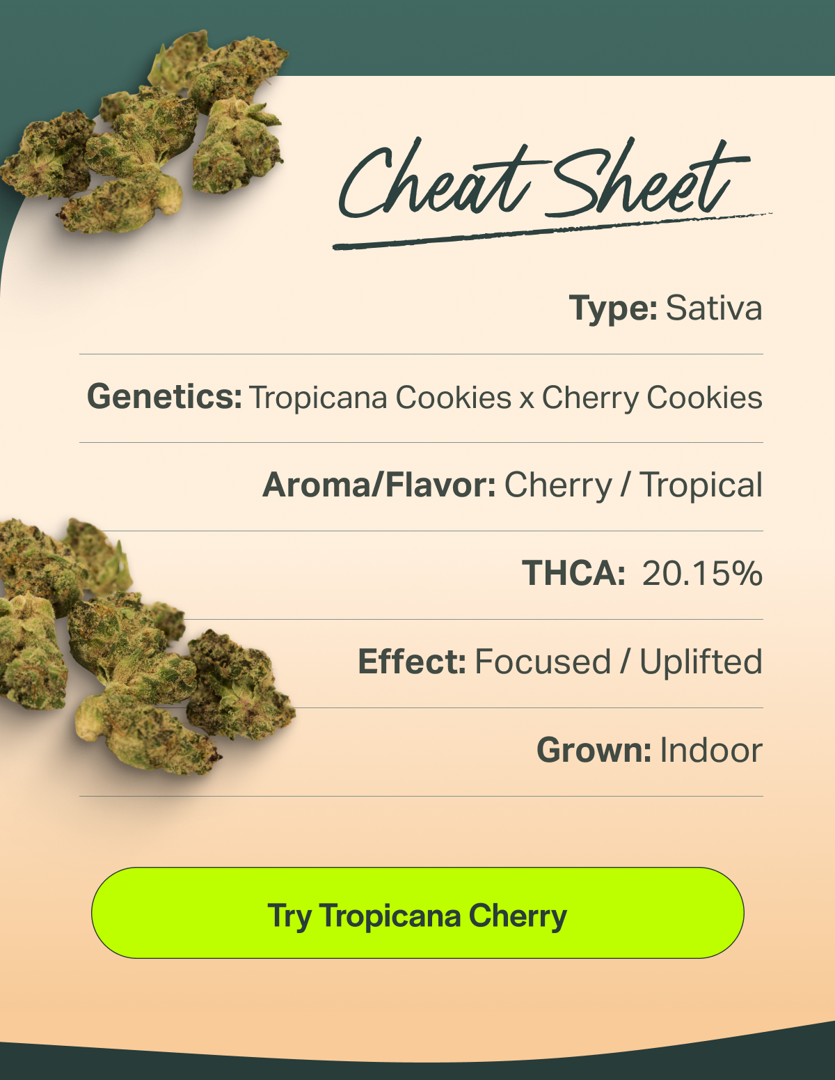 Cheat Sheet Type: Sativa Genetics: Tropicana Cookies x Cherry Cookies Aroma/Flavor: Cherry / Tropical THCA: 20.15% Effect: Focused / Uplifted Grown: Indoor [Try Tropicana Cherry]
