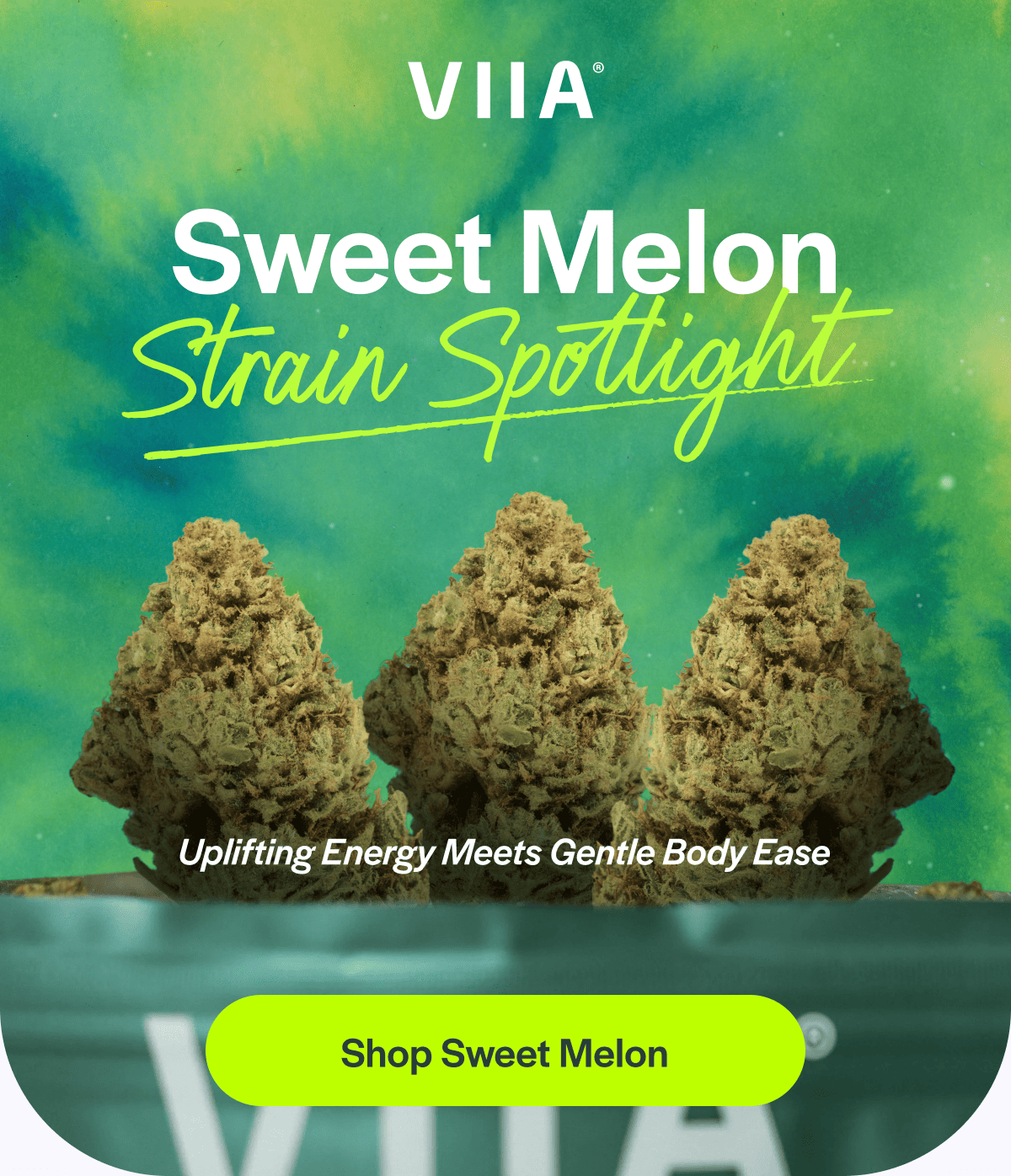 Sweet Melon Strain Spotlight
