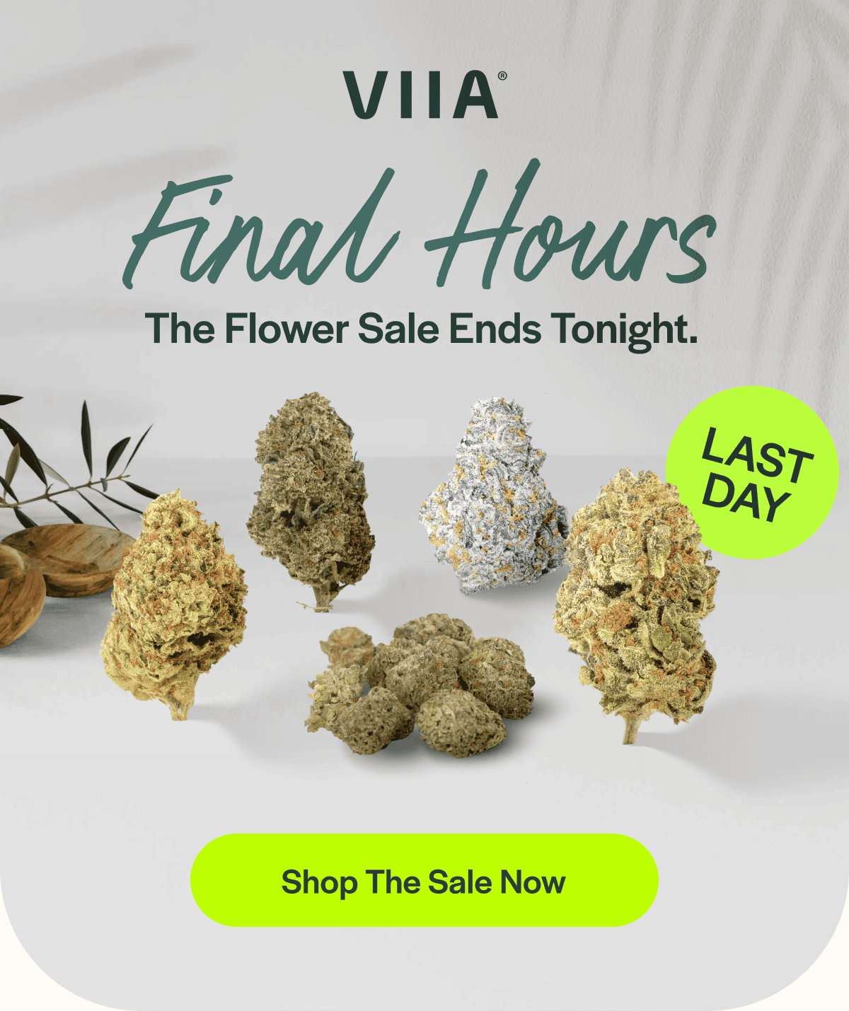 FINAL HOURS | The Flower Sale Ends Tonight.