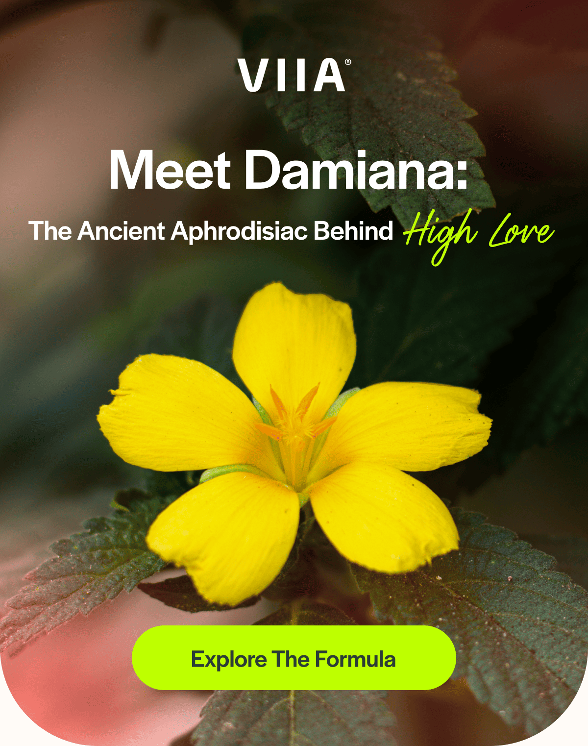 Meet Damiana: The Ancient Aphrodisiac Behind High Love