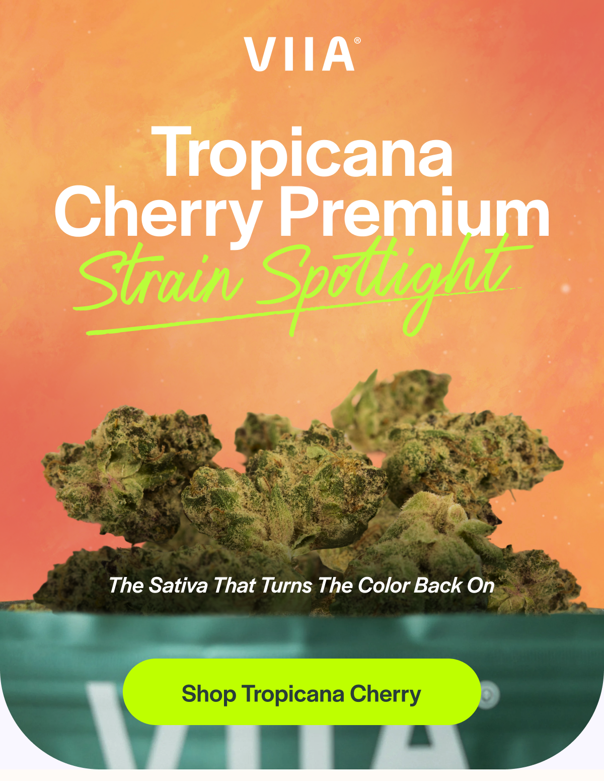 Tropicana Cherry Premium Strain Spotlight [Shop Tropicana Cherry]