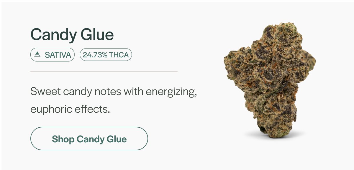 Candy Glue - Sativa