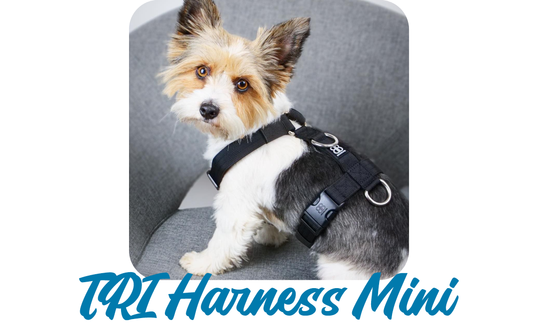 🙌 Let's give it up for our harnesses Bully Billows