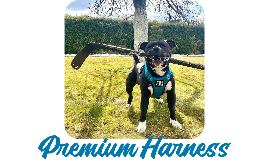 🙌 Let's give it up for our harnesses Bully Billows