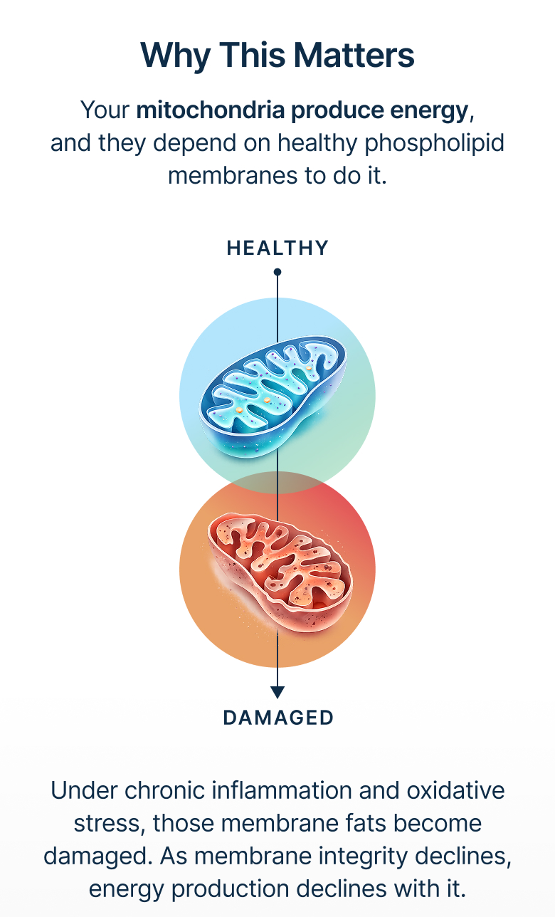 Why This Matters. Your mitochondria produce energy, and they depend on healthy phospholipid membranes to do it.