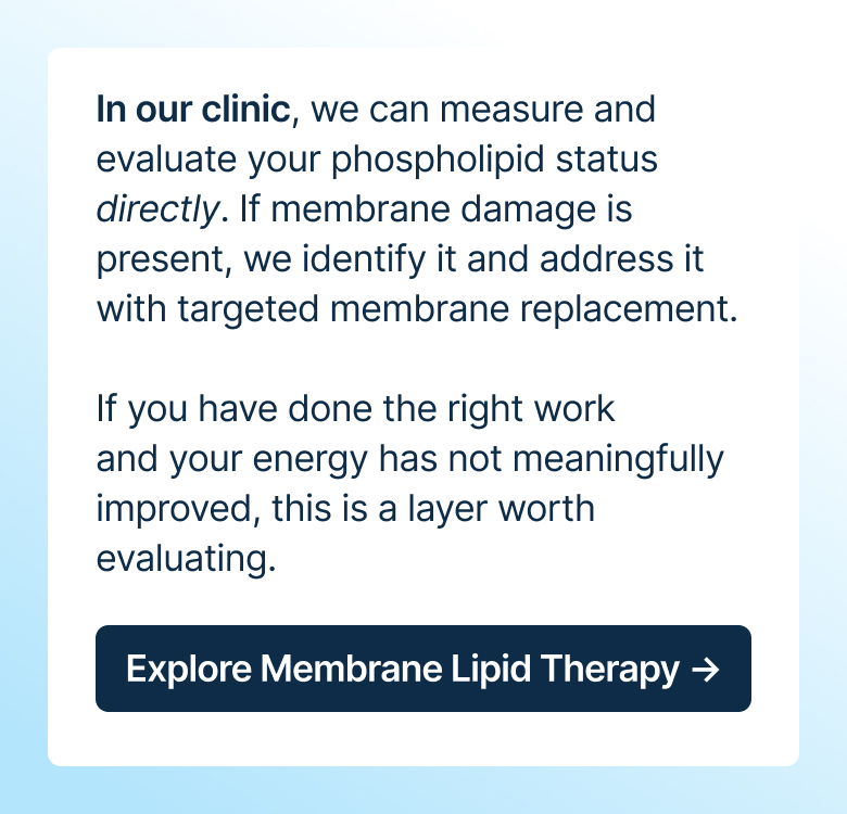 In our clinic, we can measure and evaluate your phospholipid status directly. If membrane damage is present, we identify it and address it with targeted membrane replacement.