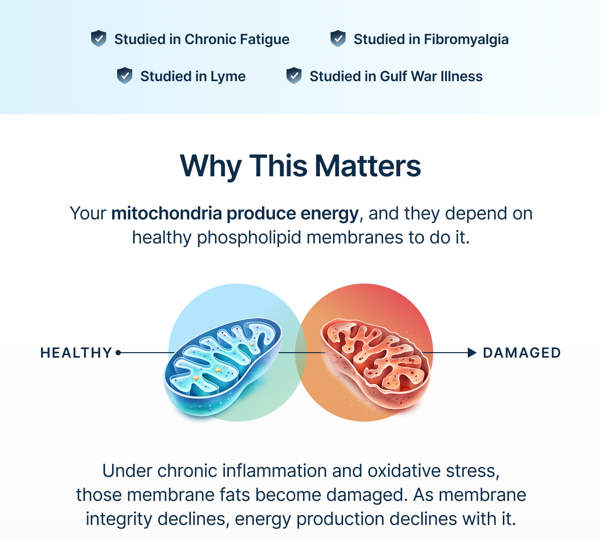 Why This Matters. Your mitochondria produce energy, and they depend on healthy phospholipid membranes to do it.