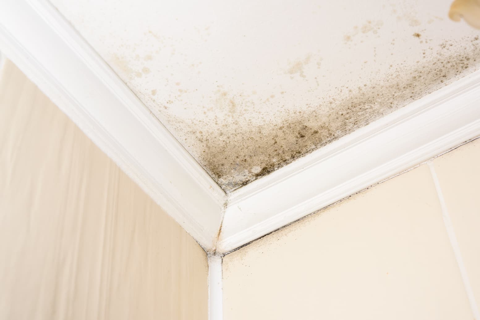 Image with link to read the article titled "Black Mold vs. Mildew: How to Tell, Symptoms, and What To Do"
